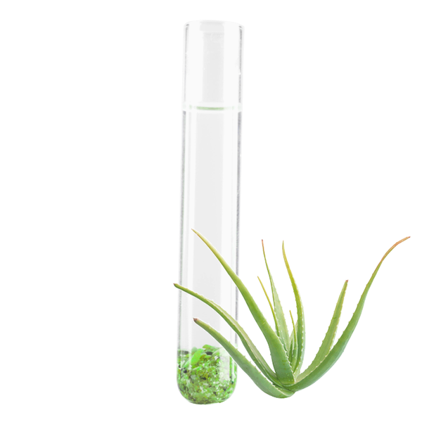 High moisturizing, antioxidant, regenerating and calming properties. Its high content of polysaccharides favor water retention and prevent dehydration.
